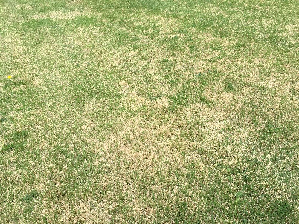 grass yellow lawn why weeds turning brown grassy dying growing weird northern common yard zoysia unwanted problems kentucky tx undesirable